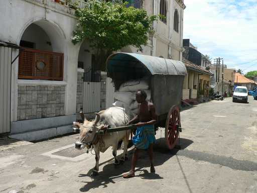 Ossenkar in Galle
