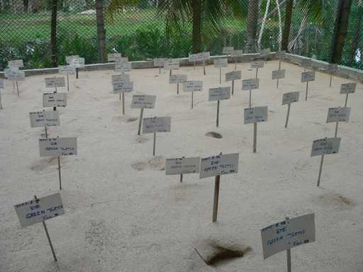 Schildpaddeëieren
