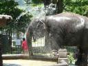 Een olifant voor de Perahera in Kandy besproeit zichzelf met water