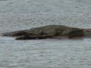 Rustende krokodil in het Uda Walawe National Park