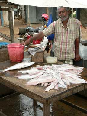 Op de vismarkt in Hambantota