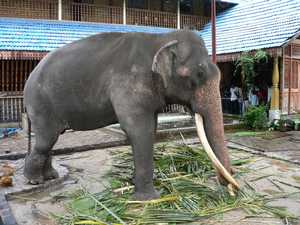 Voor ons de laatste olifant in Sri Lanka, de tempel olifant van de Gangarama tempel