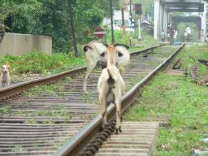 'De trein heeft zeker weer eens vertraging?' vraagt deze geit in Aluthgama zich af