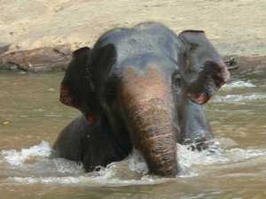 'Dit is pas echt genieten' lijkt deze olifant te denken