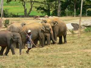 Kudde olifanten met een mahout
