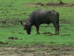 Een eenzame waterbuffel