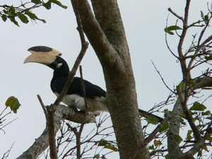 Neushoorn vogel in een boom
