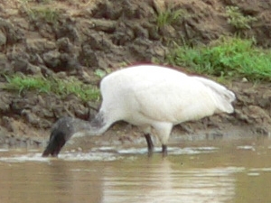 Een ibis zoekt naar voedsel in het water