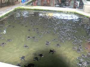 Een bad vol met een enkele dag oude schildpadjes
