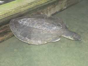 Een schildpad die door de Tsunami z'n vinnen is kwijtgeraakt