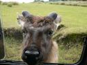 Bij de Horton Plains steekt een nieuwsgierig hert z'n kop door het autoraam en bedelt om eten