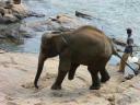 Een gehandicapte olifant mist een deel van zijn/haar rechter voorpoot