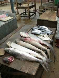 Vissen te koop op de markt in Hambantota