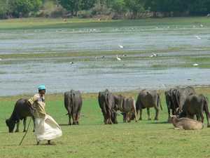Een herder met zijn waterbuffels in het Wirawila Sanctuary